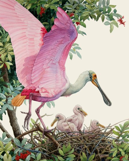 Alex Warnick, watercolor paintings of birds
