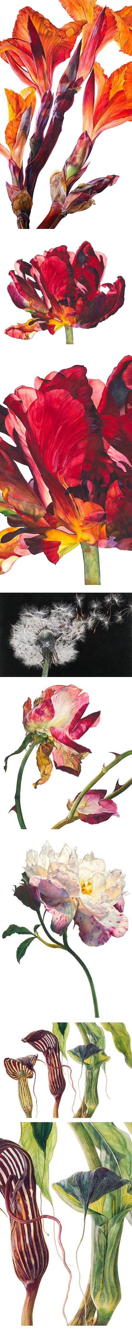Rosie Sanders, botanical art watercolors
