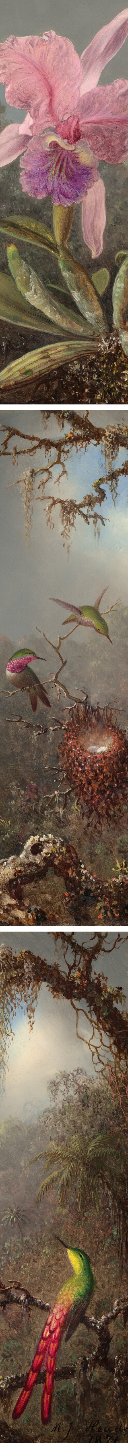 Cattleya Orchid and Three Hummingbirds, Martin Johnson Heade (details)