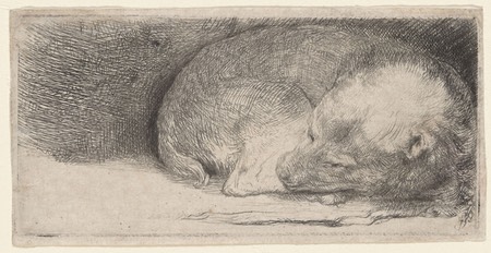 Sleeping Puppy, Rembrandt van Rijn, etching and drypoint
