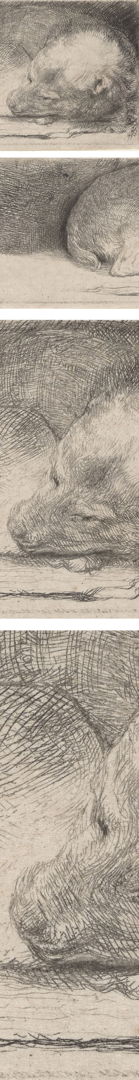 Sleeping Puppy, Rembrandt van Rijn, etching and drypoint